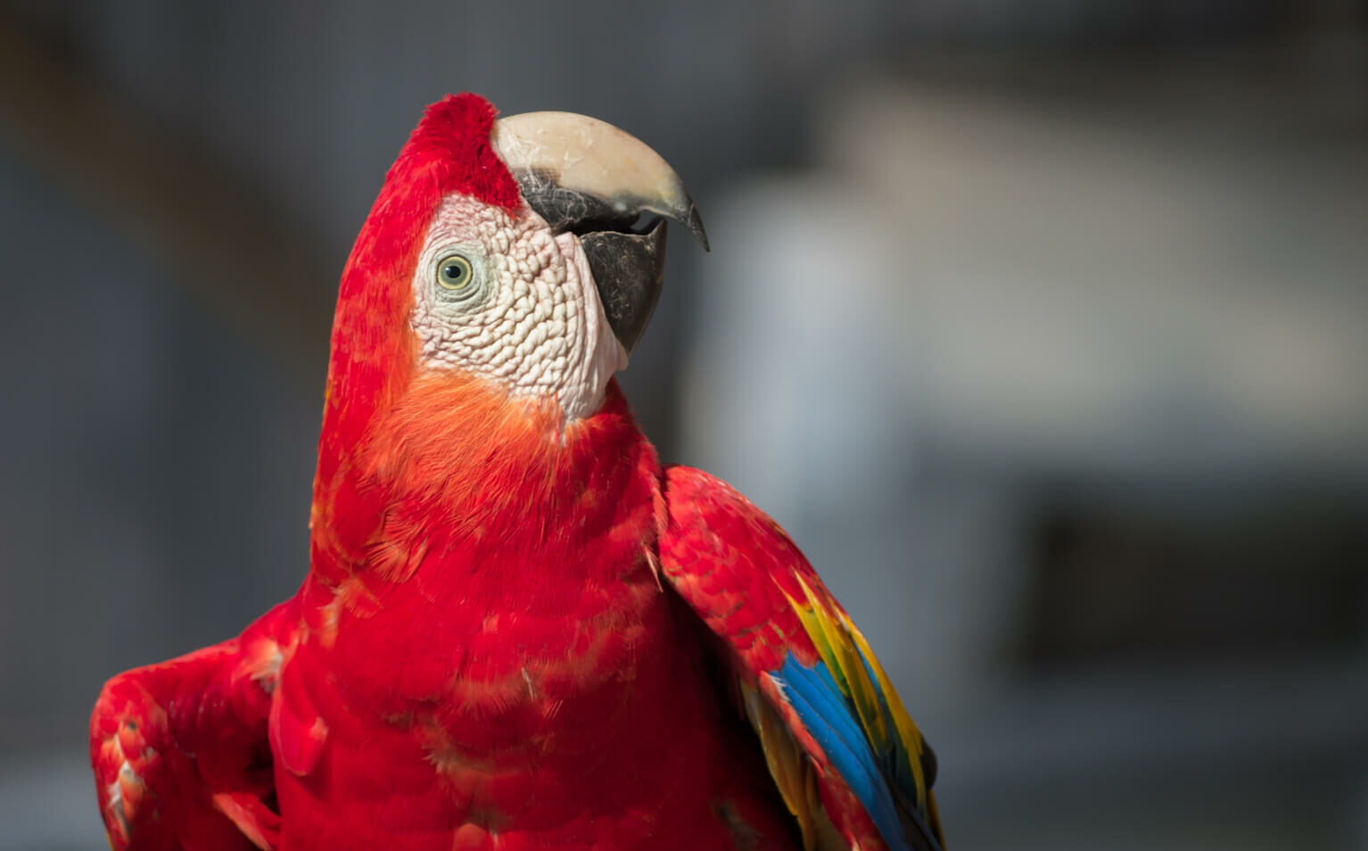 Foto real fauna típica Colombiana